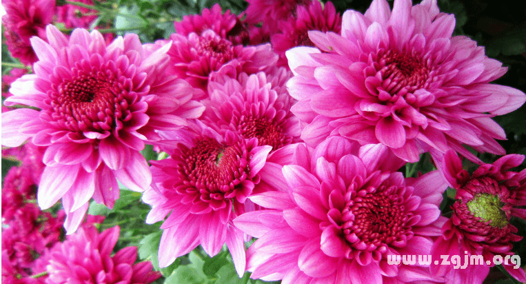 菊花的花语：高洁、隐逸、高贵与长寿