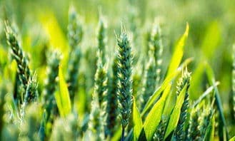 地锦草高效种植指南：从土壤到病虫害防治的全方位解析
