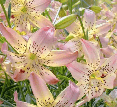 百合与百合花的区别及养护要点