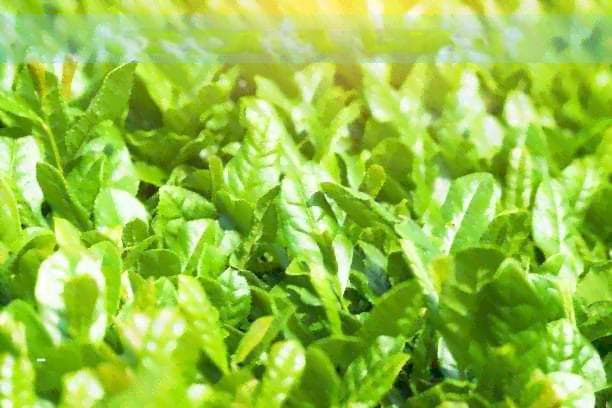 冷水泡茶指南：从绿茶到花草茶的夏日清凉选择