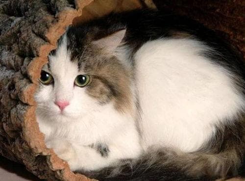 孕猫护理要点：营养充足，环境舒适。
