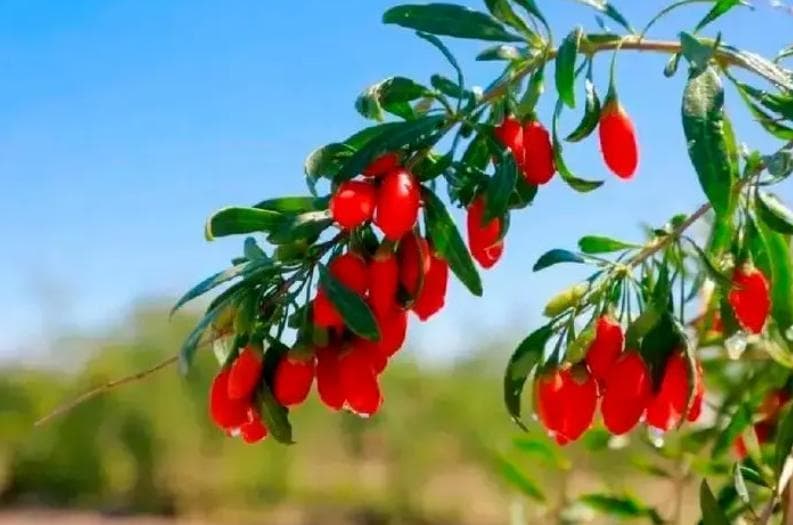 枸杞怎么吃效果最好：全面解析与食用指南！