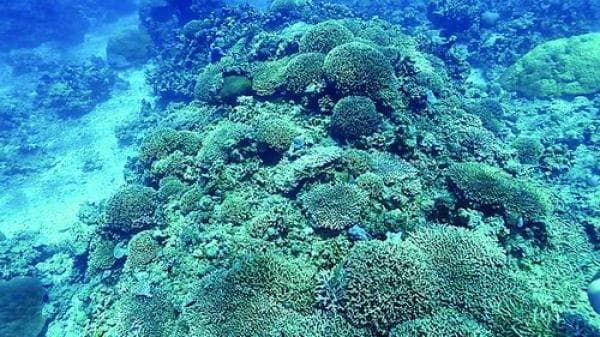 修复珊瑚礁 守望"珊瑚海"