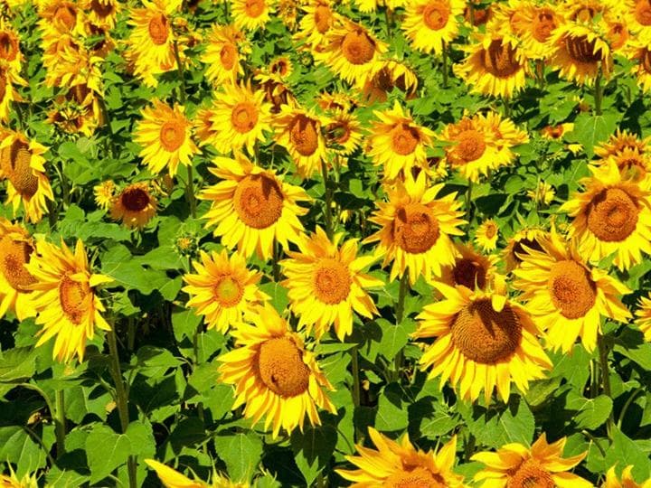向日葵：从植物学特征到科学奥秘