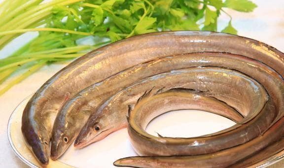 鳗鱼身份大揭秘：海鱼还是淡水鱼？