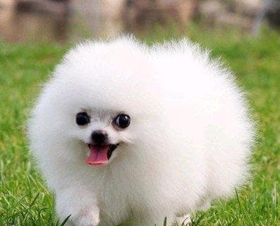中小型犬的饲养全指南