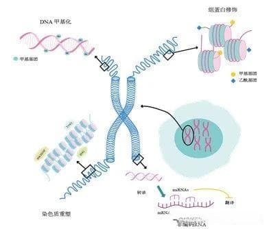 影响干细胞分化的内源性信号通路、环境影响及表观遗传调控