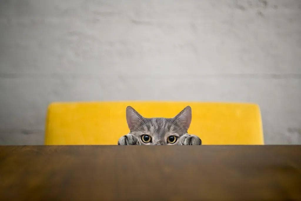 家有萌宠 | 小猫咪为啥会对着食物做埋粑粑行为？