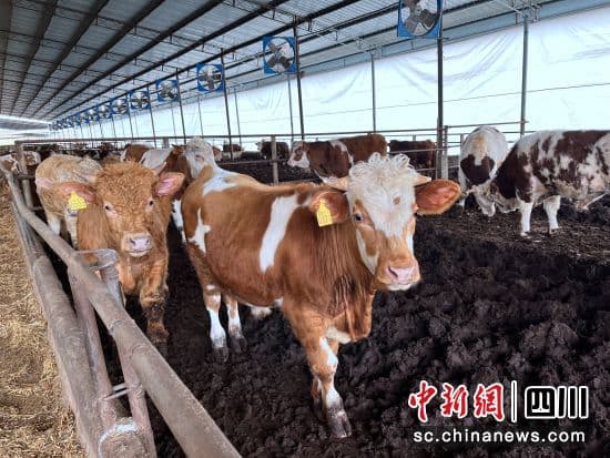 达州宣汉擦亮“蜀宣花牛” “金字招牌”助力乡村振兴