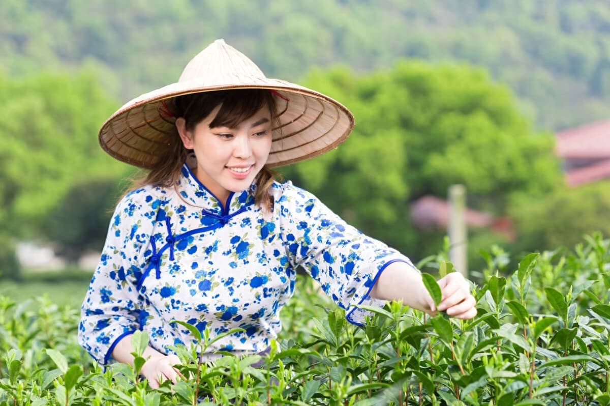 霍山黄芽有何特点？看完这篇你就懂了