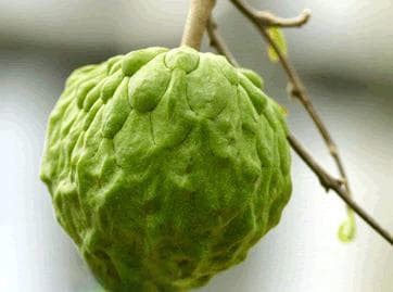 释迦果的功效与挑选技巧