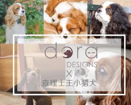 查理士王小猎犬的饲养方法（如何养护你的王小猎犬）