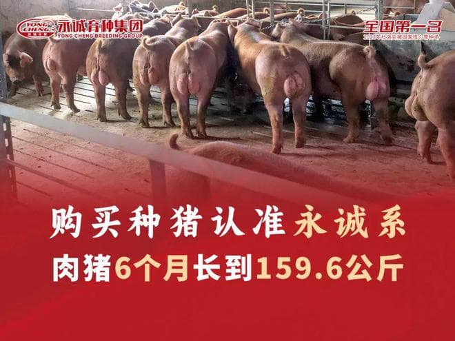 牧原&永诚再度携手：引种创新驱动自主育种，培育中国特色种猪品种