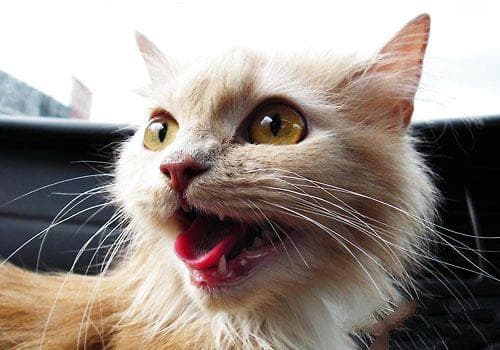 猫咪牙结石的治疗与预防指南