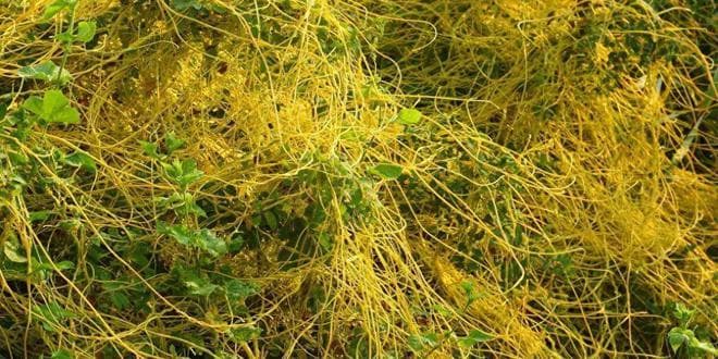 菟丝子，原来是一味低调而高级的补药，6个主要功效认识一下