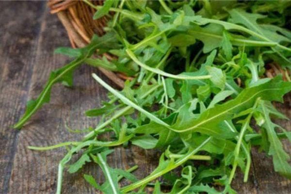 火箭生菜芝麻菜：绿叶蔬菜里的战斗机