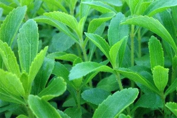 甜叶菊高产栽培技术和方法