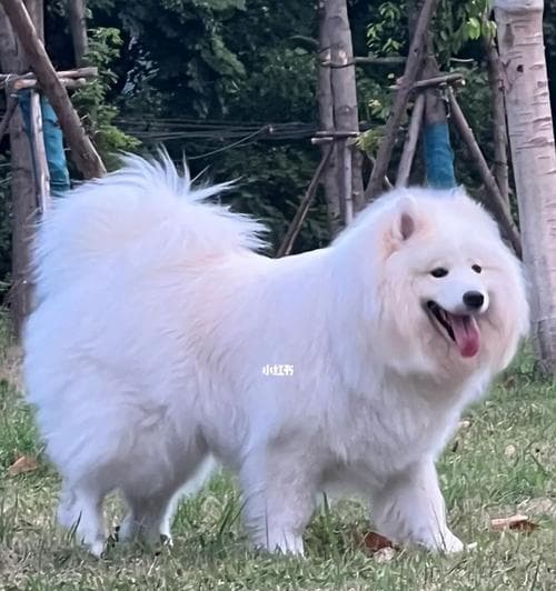 夏季养护萨摩耶指南（宠物爱好者必读的夏季养护攻略）