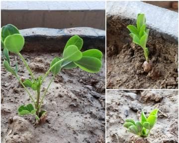 花生发芽的全过程：从原理到应用价值的全面解析