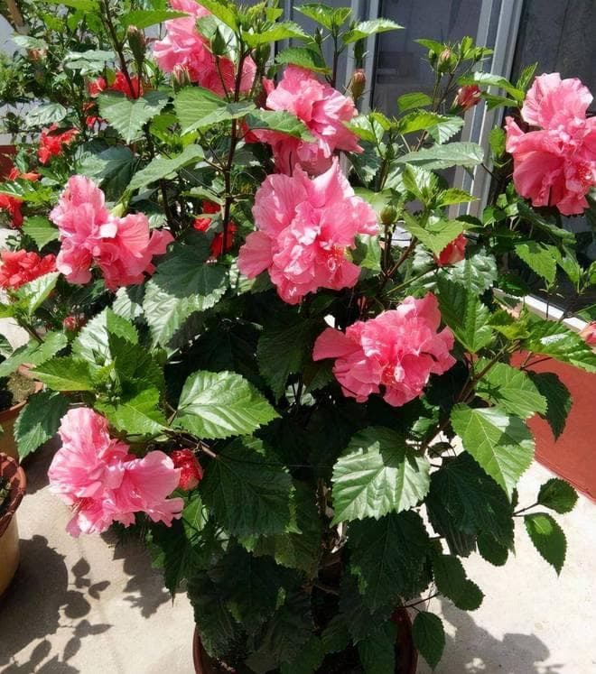 这4种花不适合在室内养殖，家里若有？快挪走！