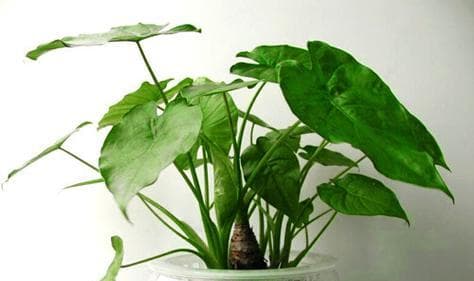 风水招财植物：种类、摆放与养护全攻略