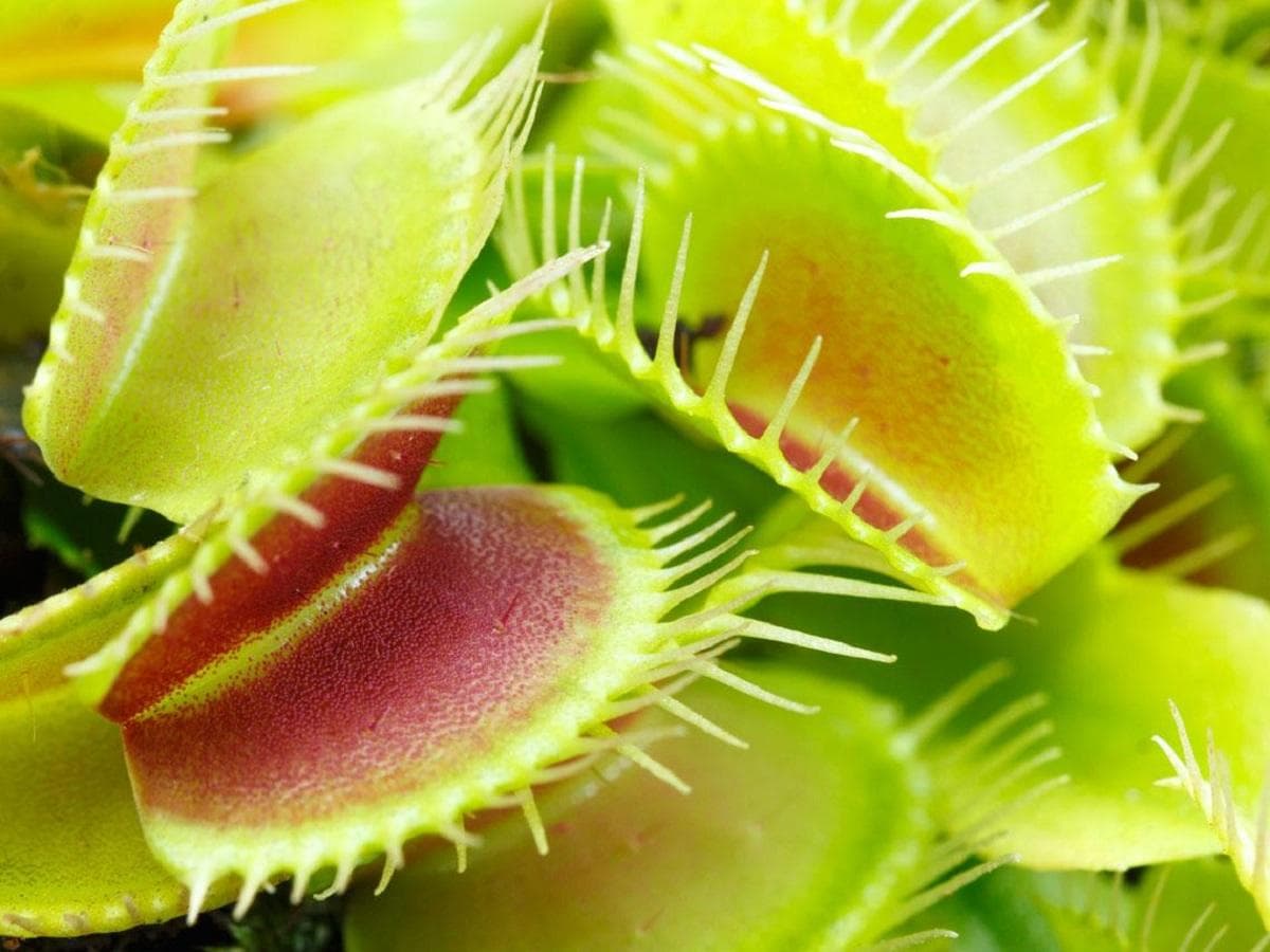 植物的重要功能：营养、关系和繁殖
