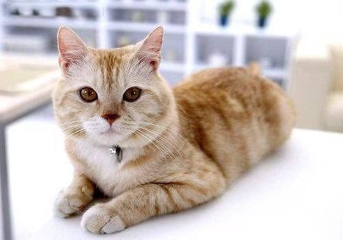 宠物健康：小猫弓背原因及应对
