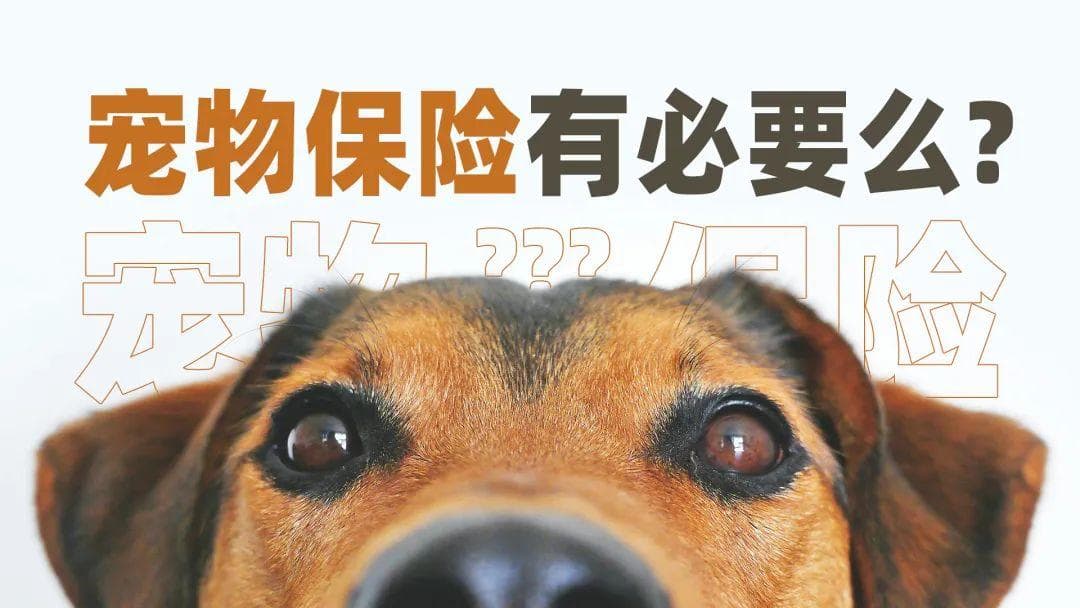 宠物保险，有必要吗？