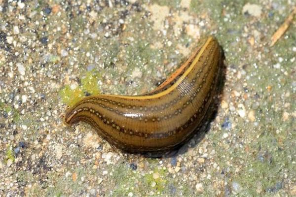水蛭的生物学特性和生活习性简介
