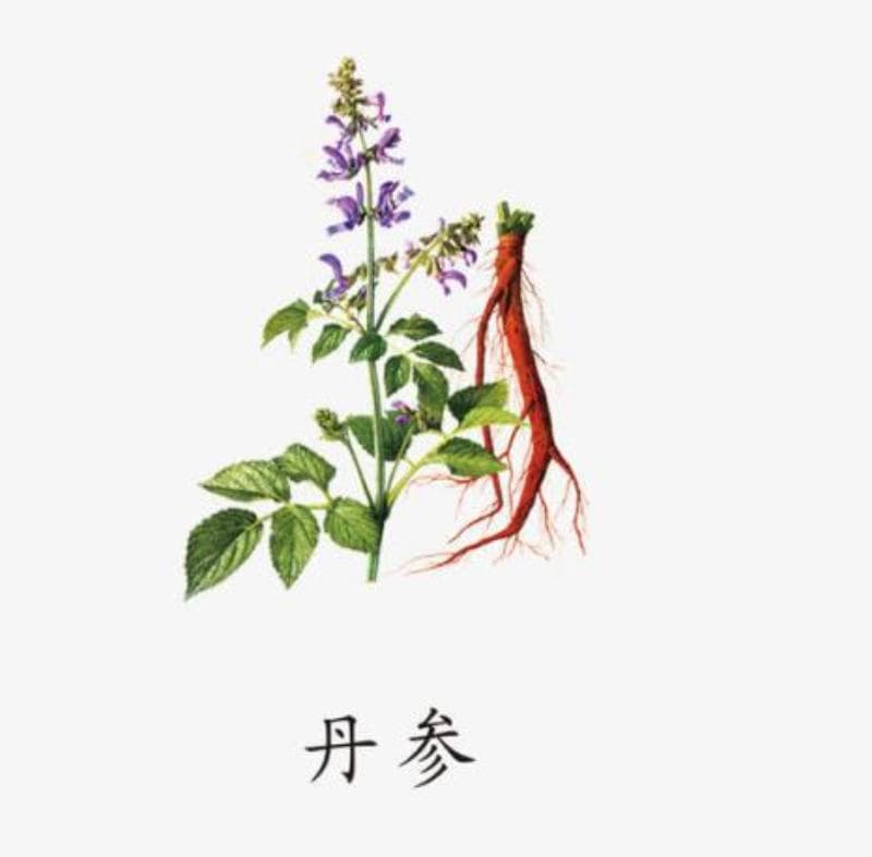 《本草精荟》：活血祛瘀要药——丹参的功效与应用