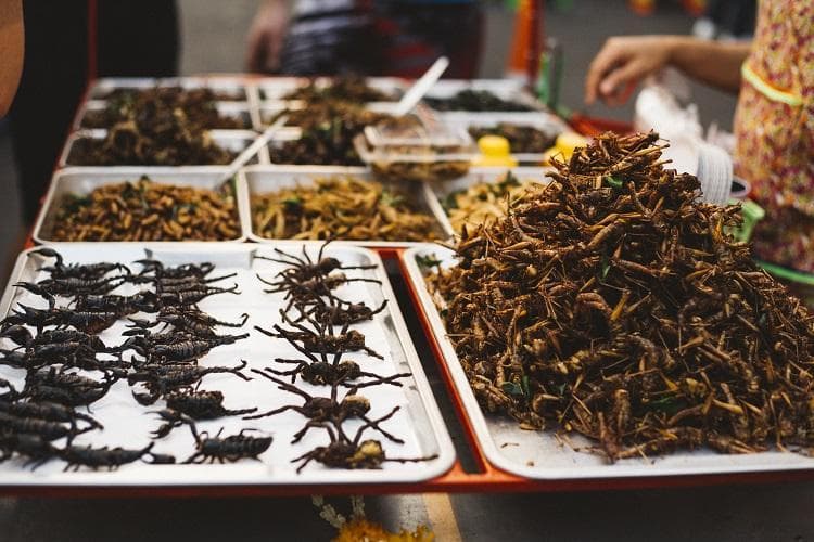 新加坡食品局批准16种昆虫食品上架，食用昆虫市场前景广阔