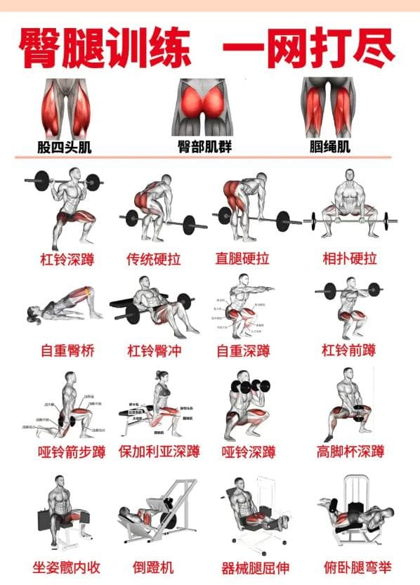 健身练腿全攻略：从基础动作到科学训练计划