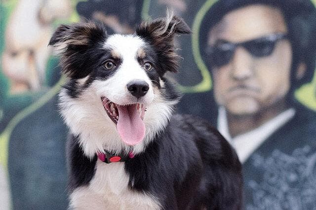 什么狗狗最聪明 全球狗狗智商排名