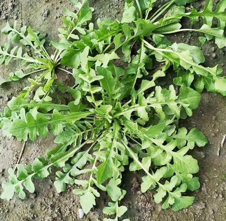 荠菜：农村常见可食用的草本植物