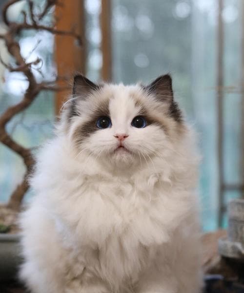 长体型布偶猫的特点与养护（养成健康习惯，让长体型的布偶猫更幸福）