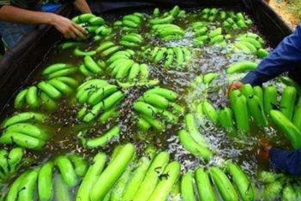 香蕉催熟与保存全攻略：三种催熟法和两种保存技巧
