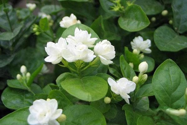 茉莉花冬天怎么养才能安全过冬？
