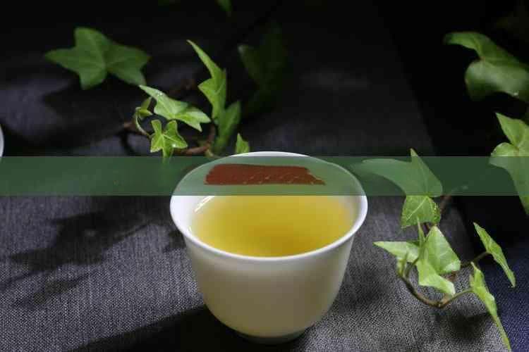 北方种植山茶树的适宜条件与方法