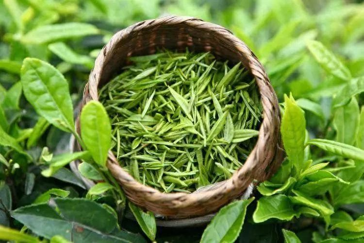 这种茶叶不要再喝了，伤肝比烟酒大10倍，当心