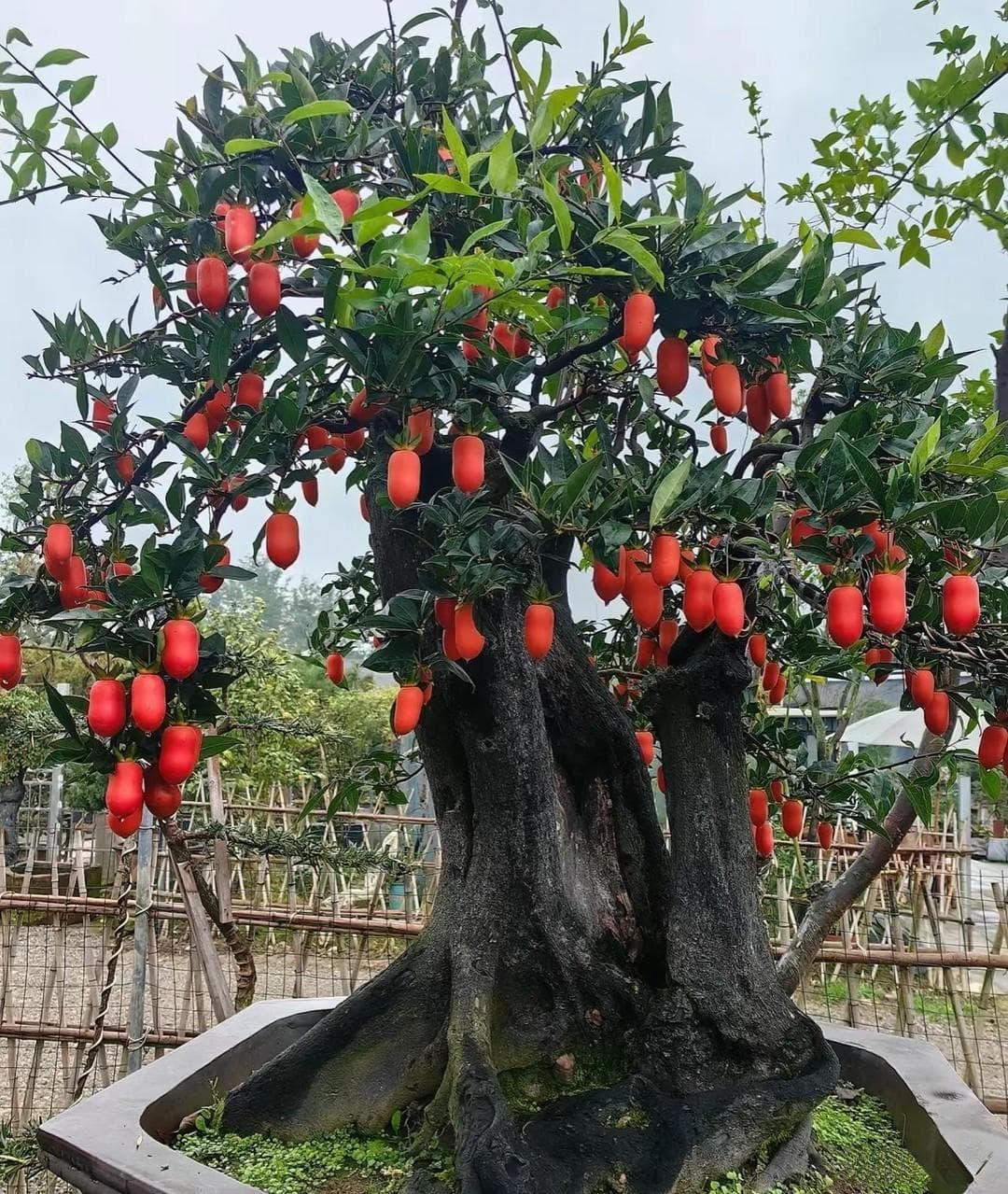 这5种花，普通人家不常见，却是“有钱人”的“传家宝”
