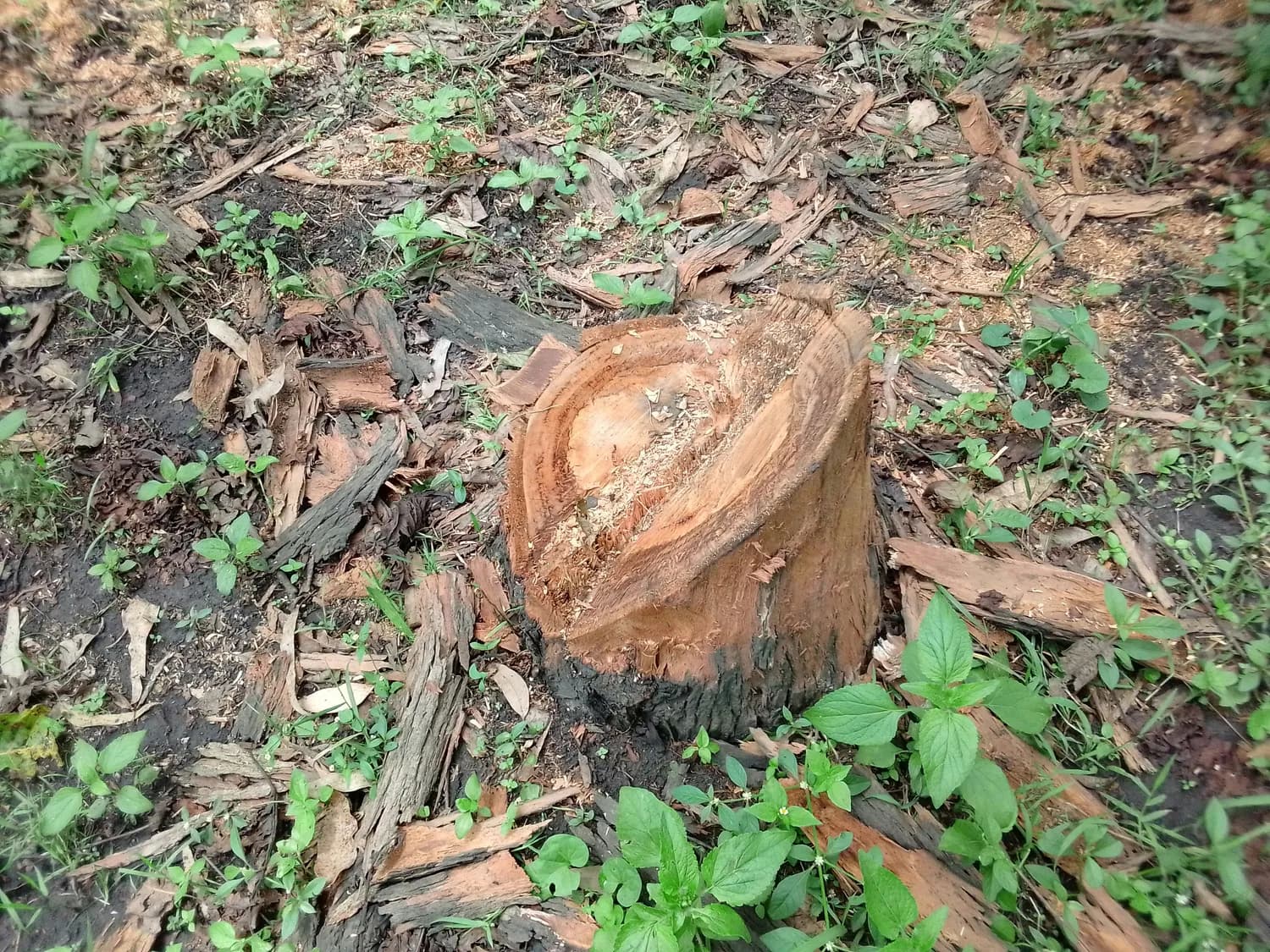 济南古树保护黑科技：“古树芯”上线