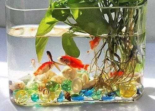 养鱼水能直接浇花吗？适合浇什么花？