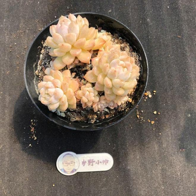 八种热门多肉植物养护指南：从光照到浇水，一文掌握核心技巧