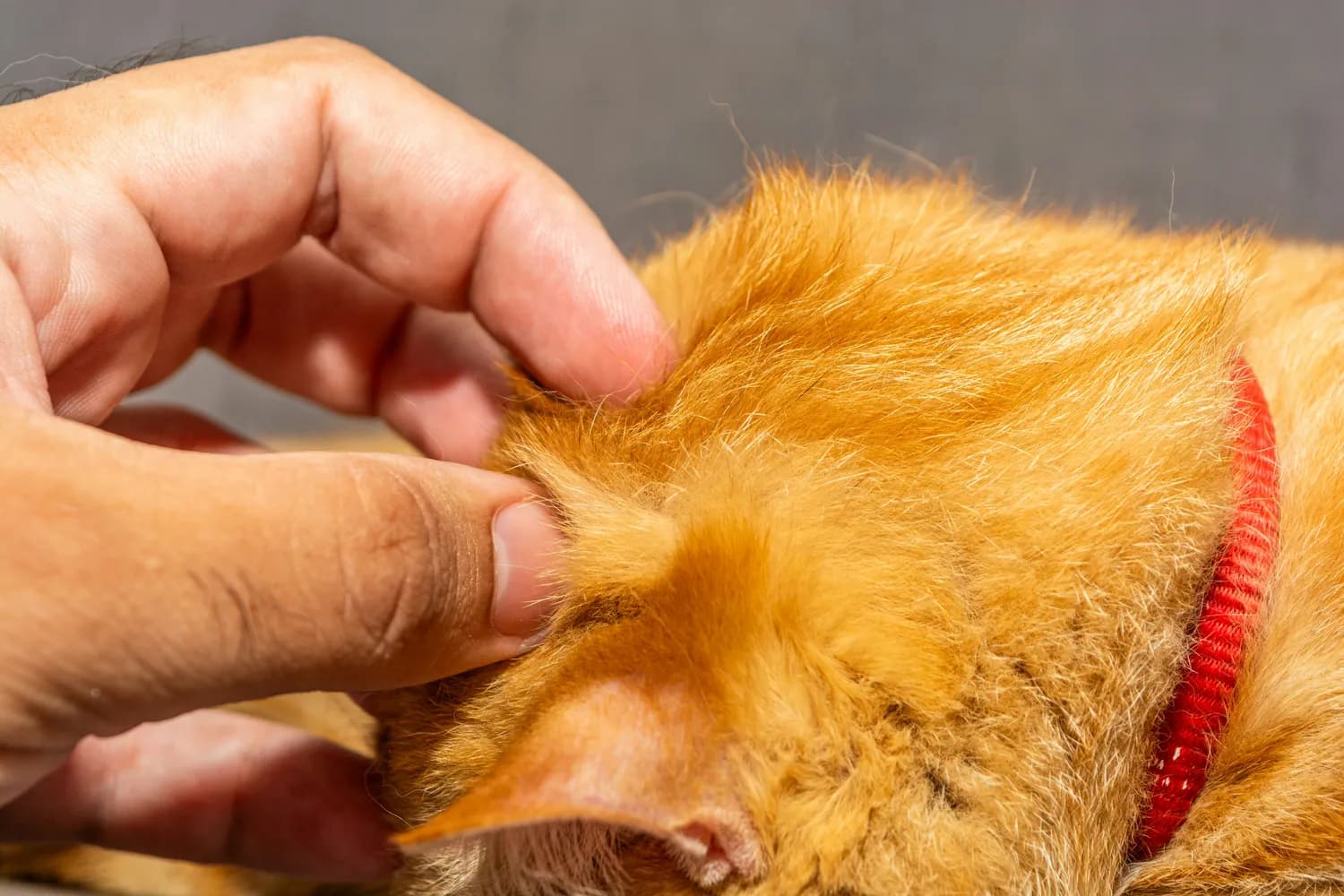 上海男子因猫抓病视力下降，教你预防猫抓病
