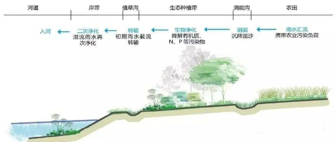 水生态修复植物种植方法与养护技术
