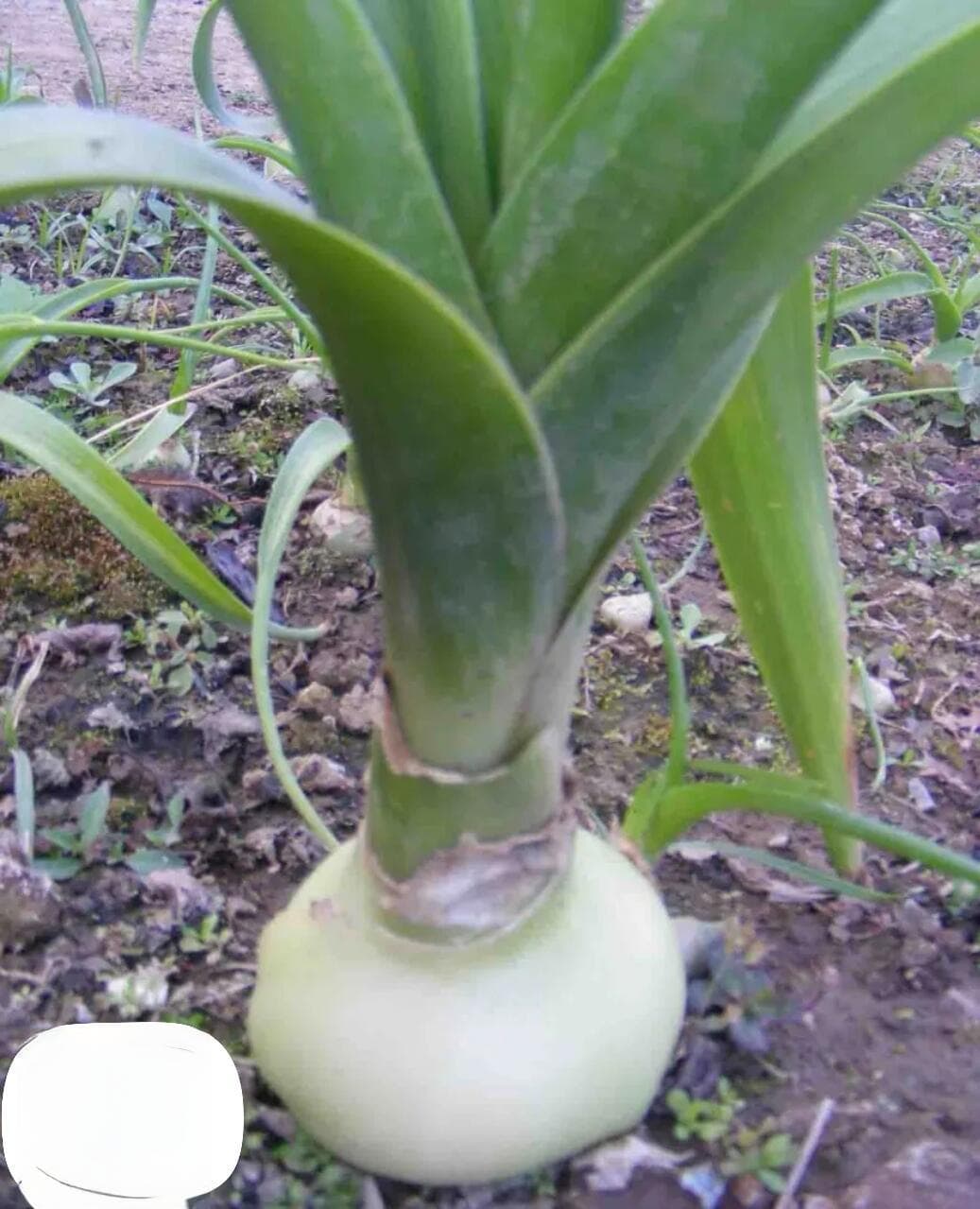 虎眼万年青：一种兼具观赏与药用价值的神奇植物
