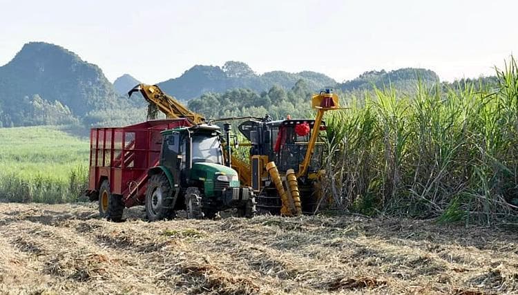 横州市：推动落实糖料蔗产业补贴730多万 护航乡村“甜蜜事业”