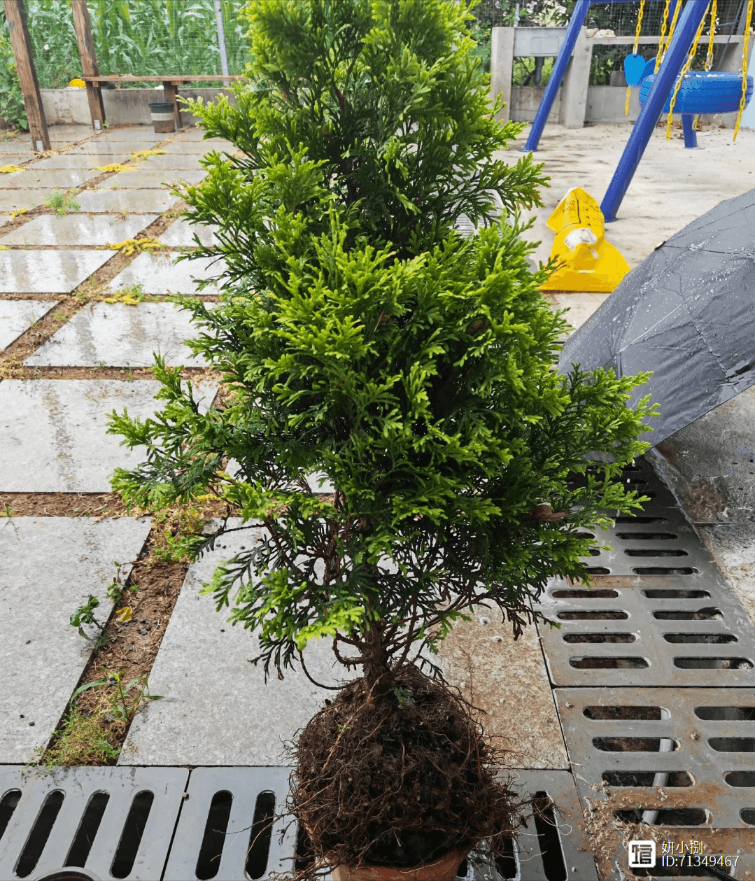 “阴树不入门，阳树不入坟”：传统风水中的树木讲究