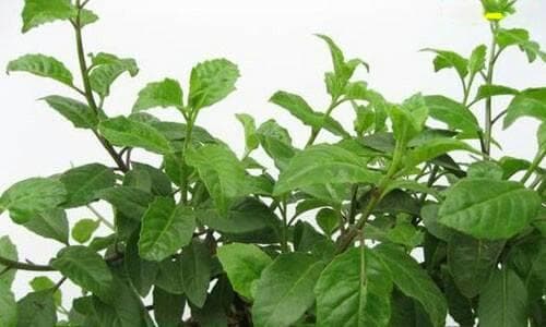 白子菜的功效与作用是什么？如何正确食用白子菜？