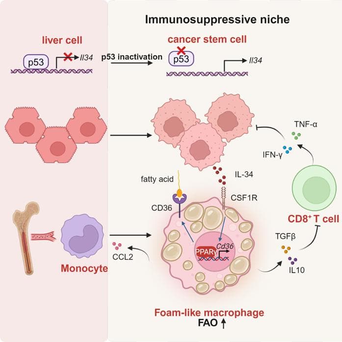 Immunity | 中国科大发现p53突变促进肿瘤免疫逃逸关键机制